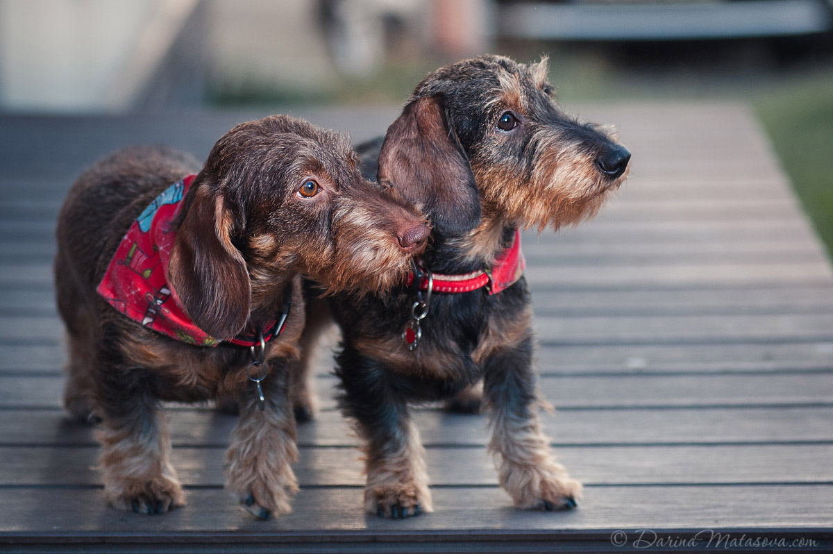 wire-haired-dachshund-photosession-kyiv