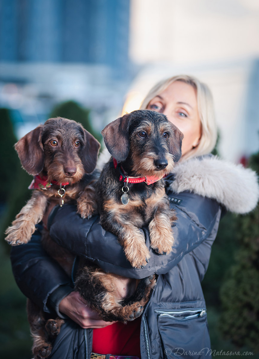 wire-haired-dachshund-photosession-kyiv