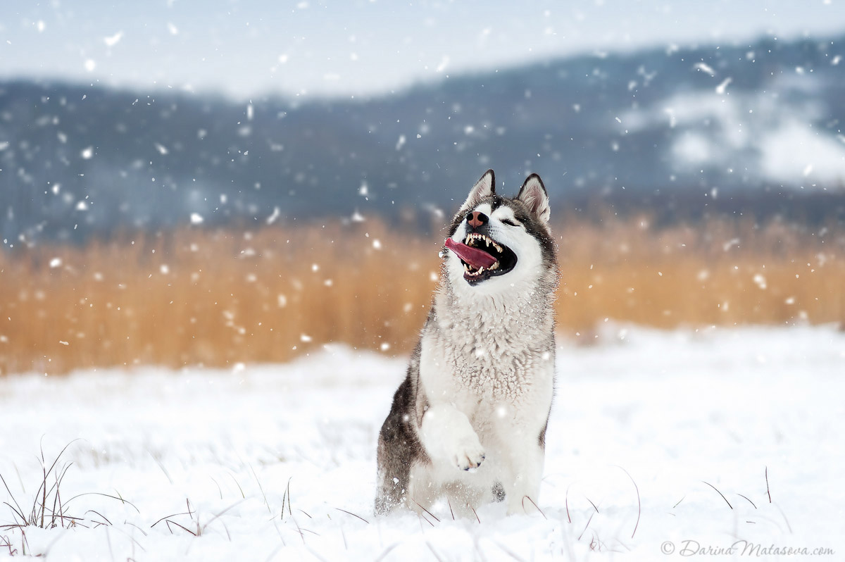 21-dog-alaskan-malamute