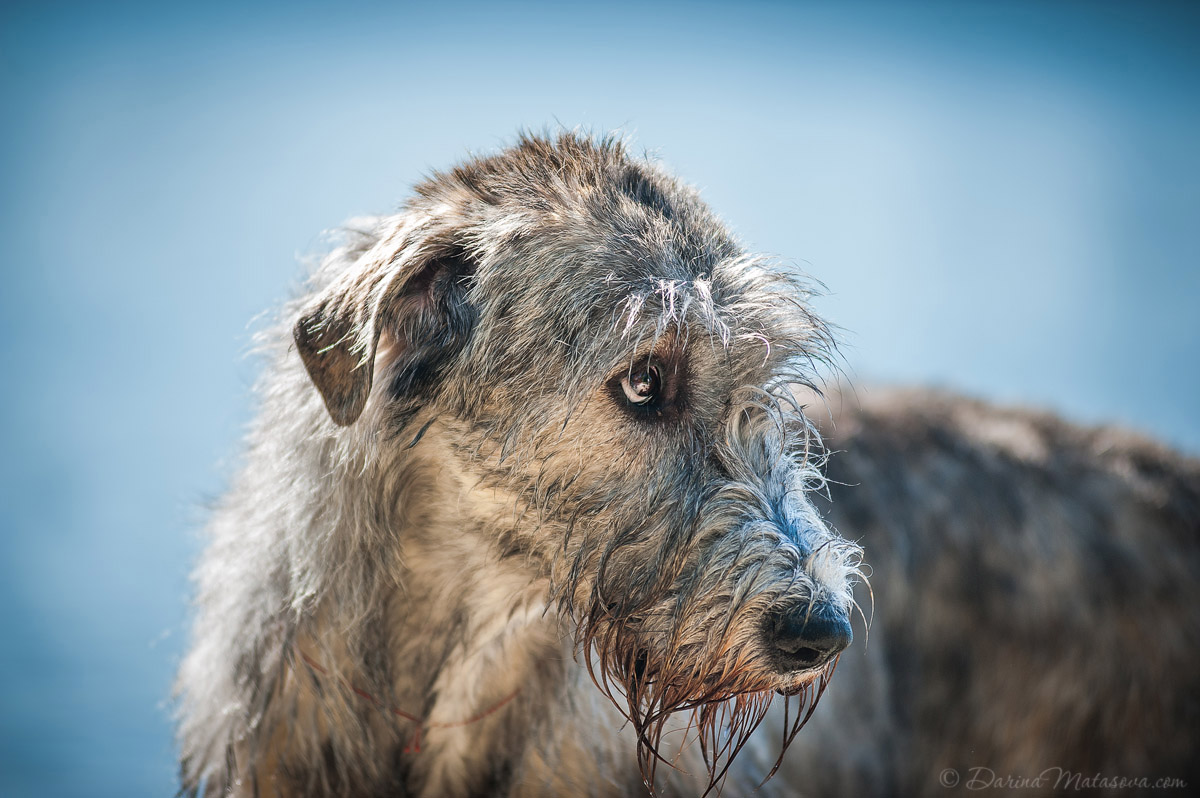 22-dog-irish-wolfhound
