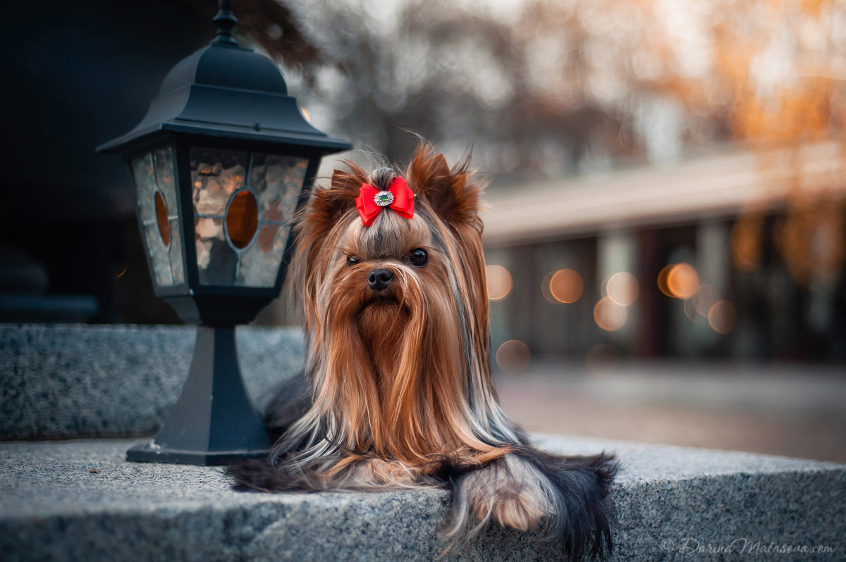 42-photosession-dog-yorkshire-terrier