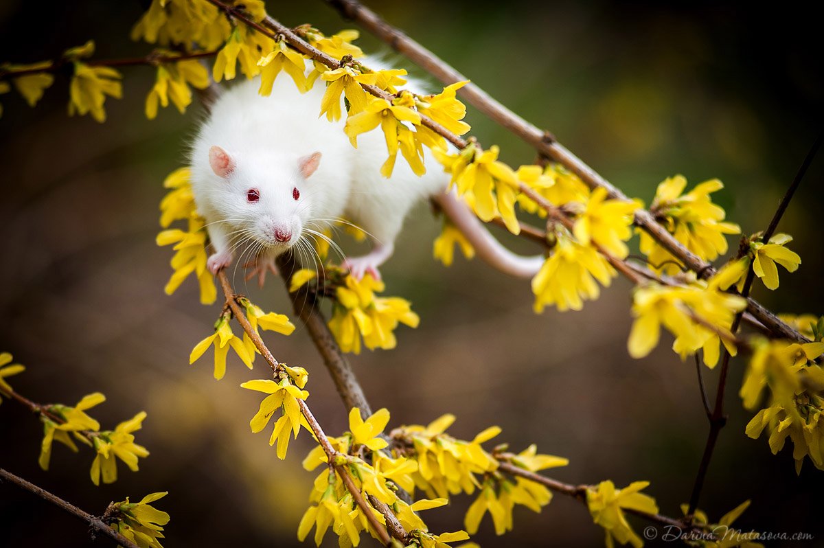 43-rat