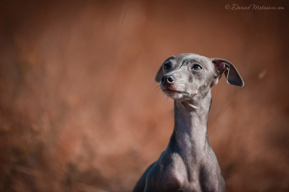 5-italian-greyhound