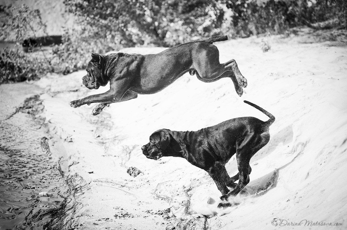 53-cane-corso