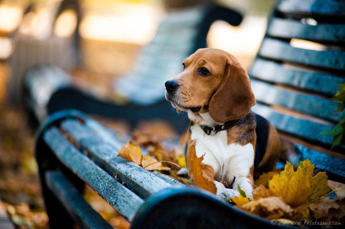 60-beagle