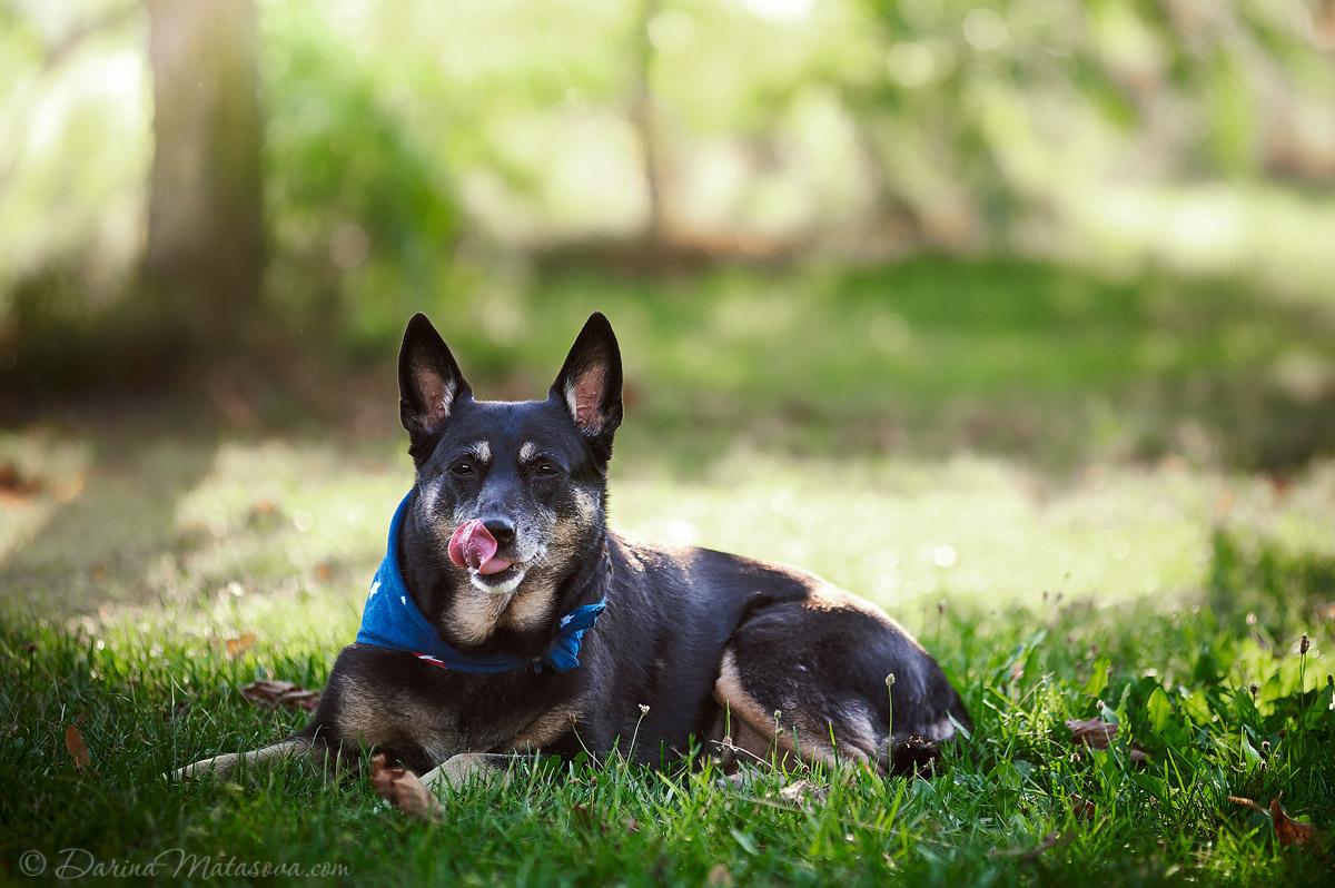 dog_photosession