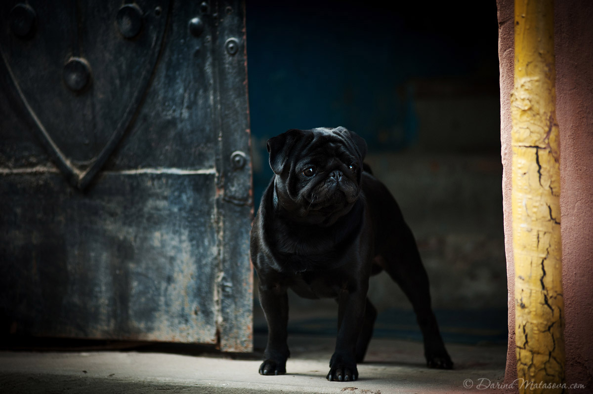 70-the-pug-black