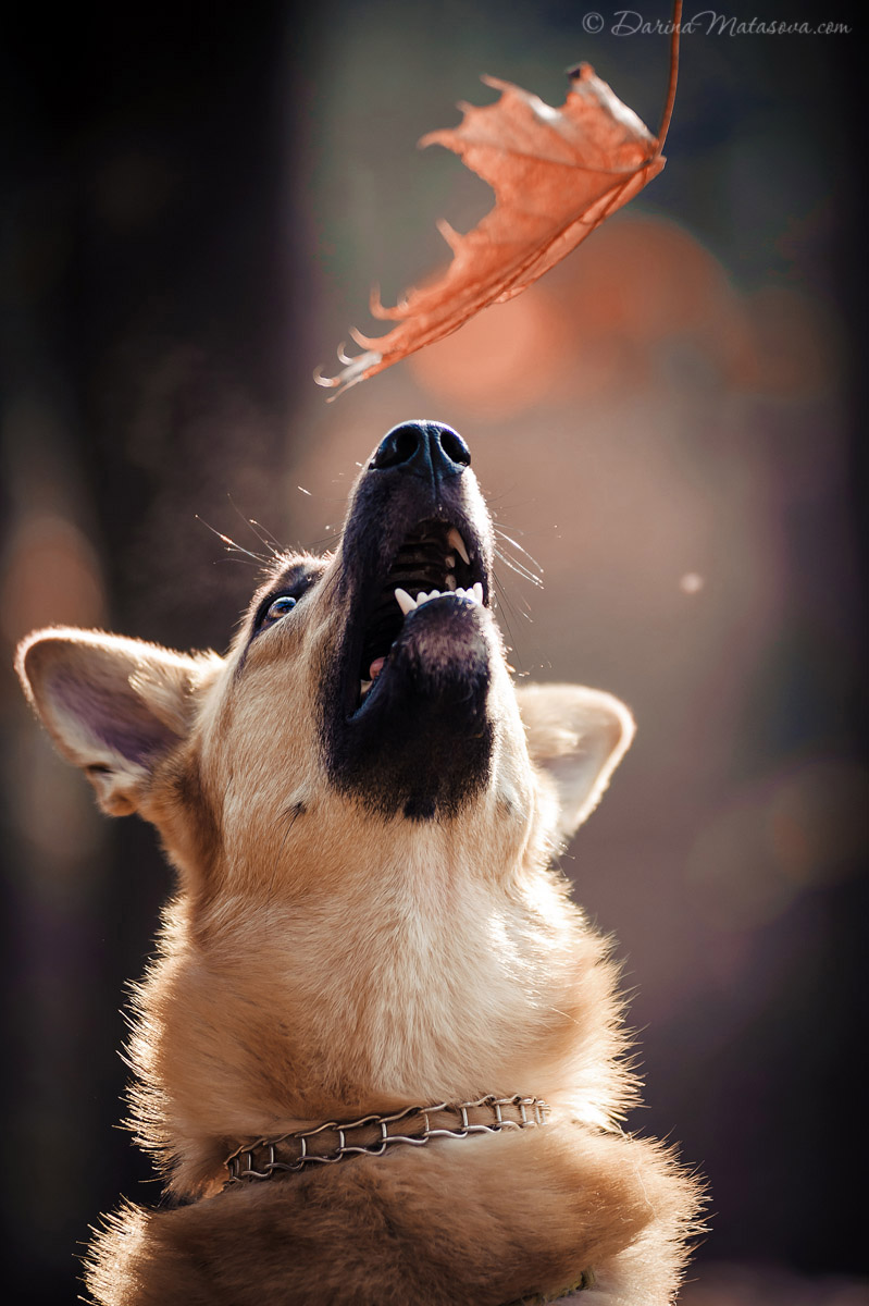 75-dog-photosession-kyiv