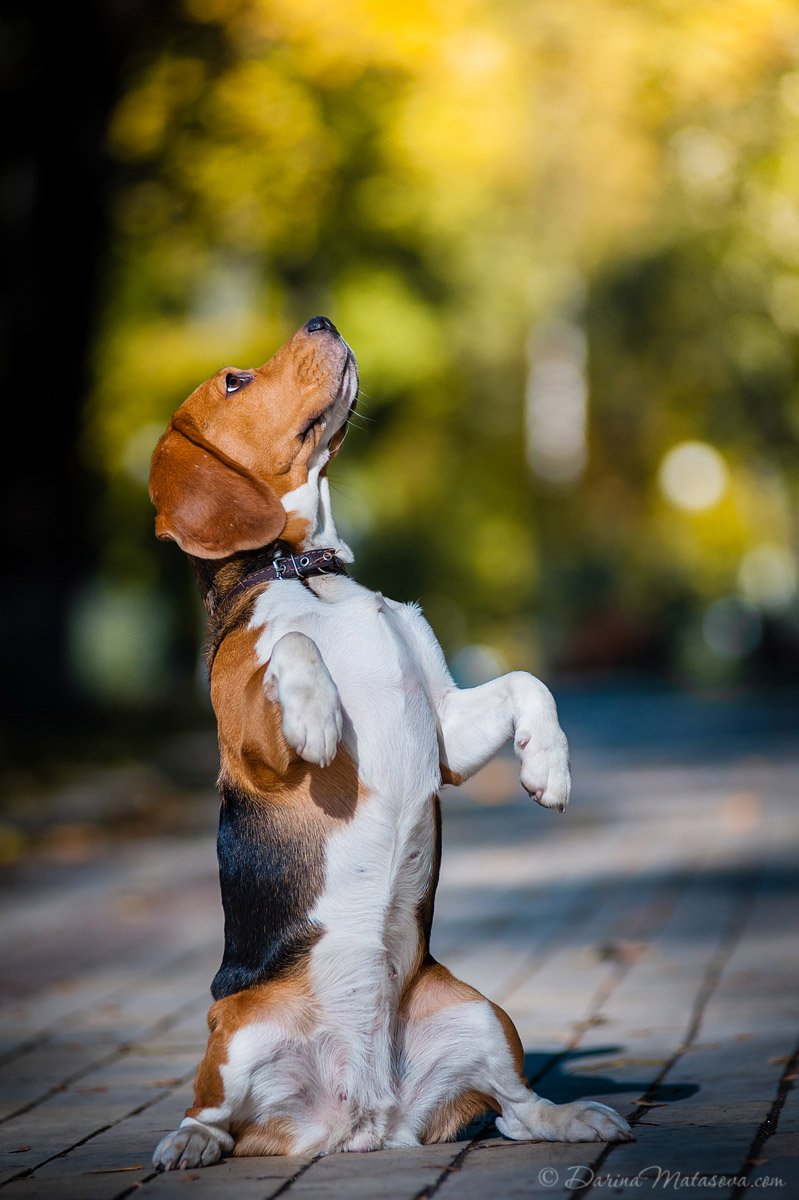 78-beagle