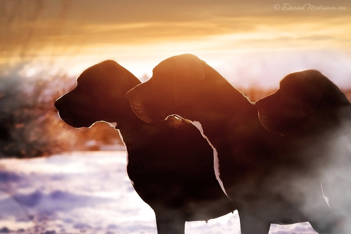 86-great-dane-dog-photosession-ukraine