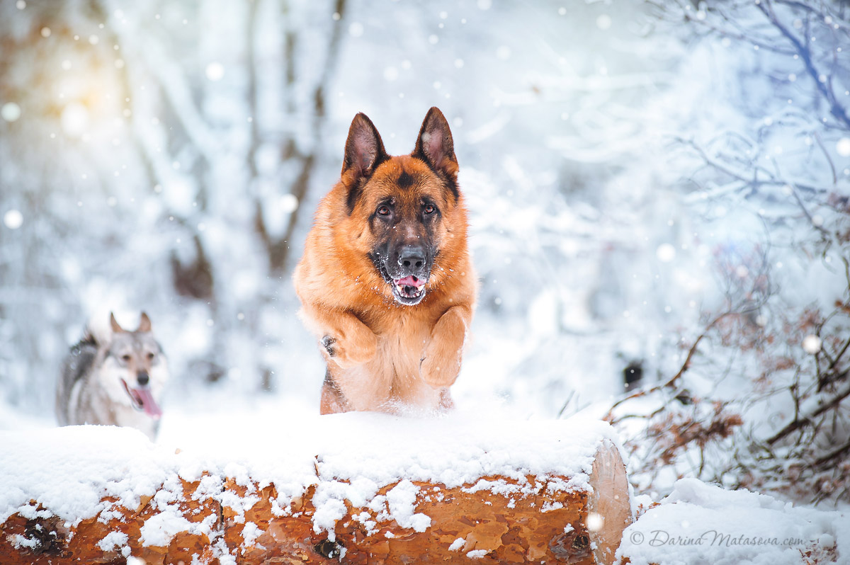 95-dog-german-shepherd