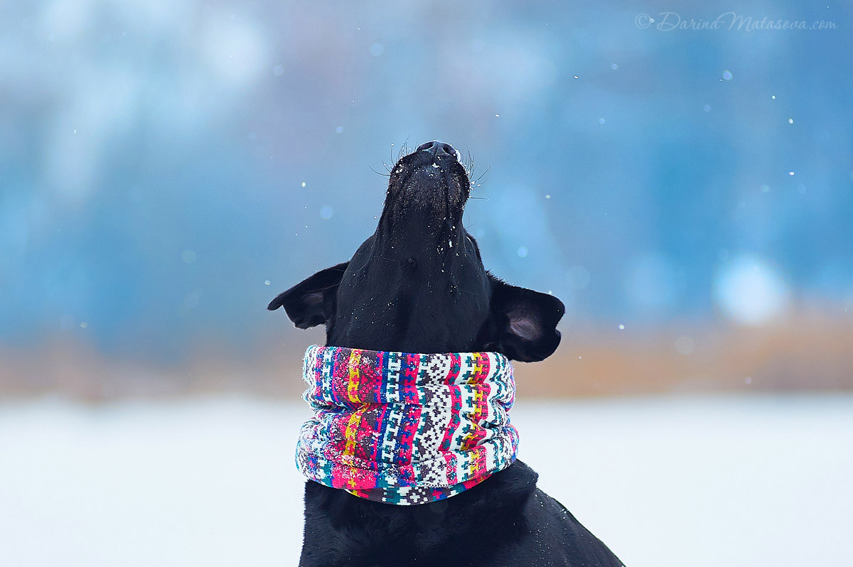 Girl_with_labrador11