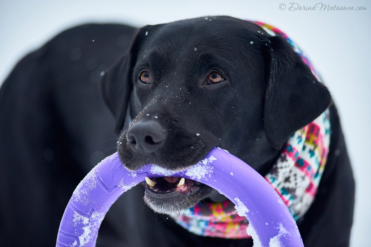 Girl_with_labrador12