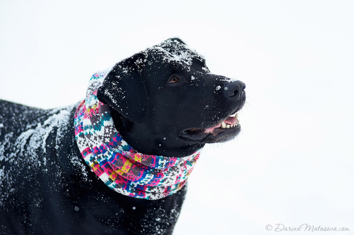 Girl_with_labrador13