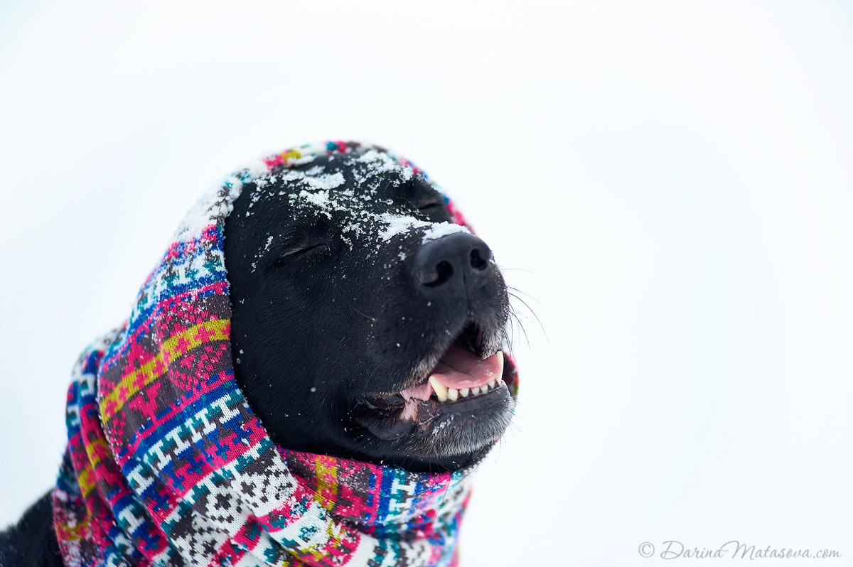 Girl_with_labrador14