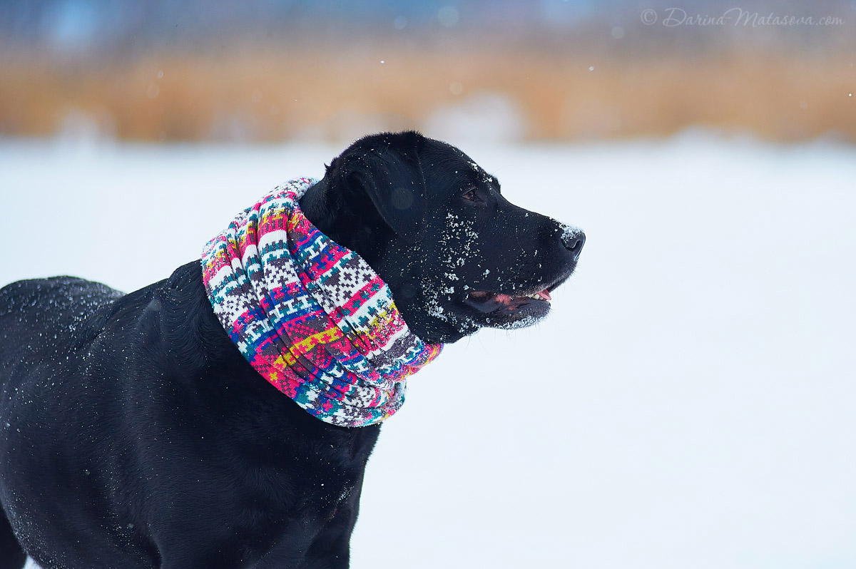 Girl_with_labrador15