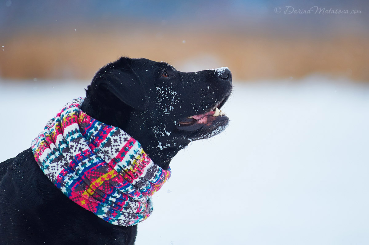 Girl_with_labrador16