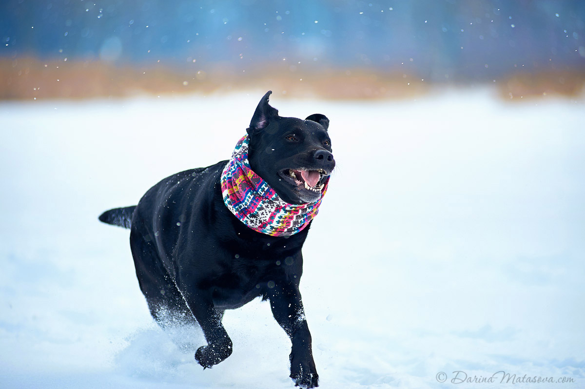 Girl_with_labrador4
