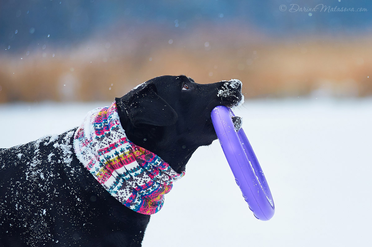 Girl_with_labrador9