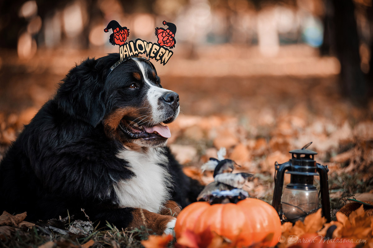 Halloween_Bernese_1