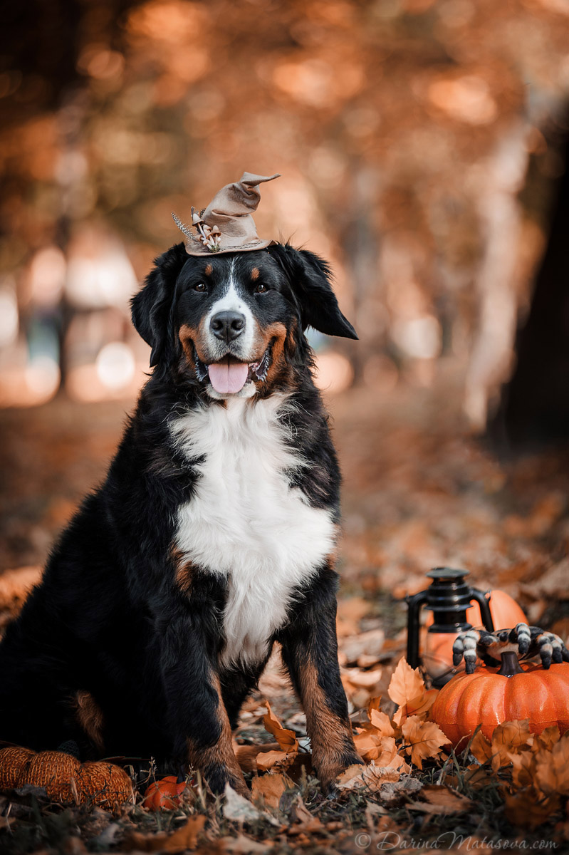 Halloween_Bernese_10