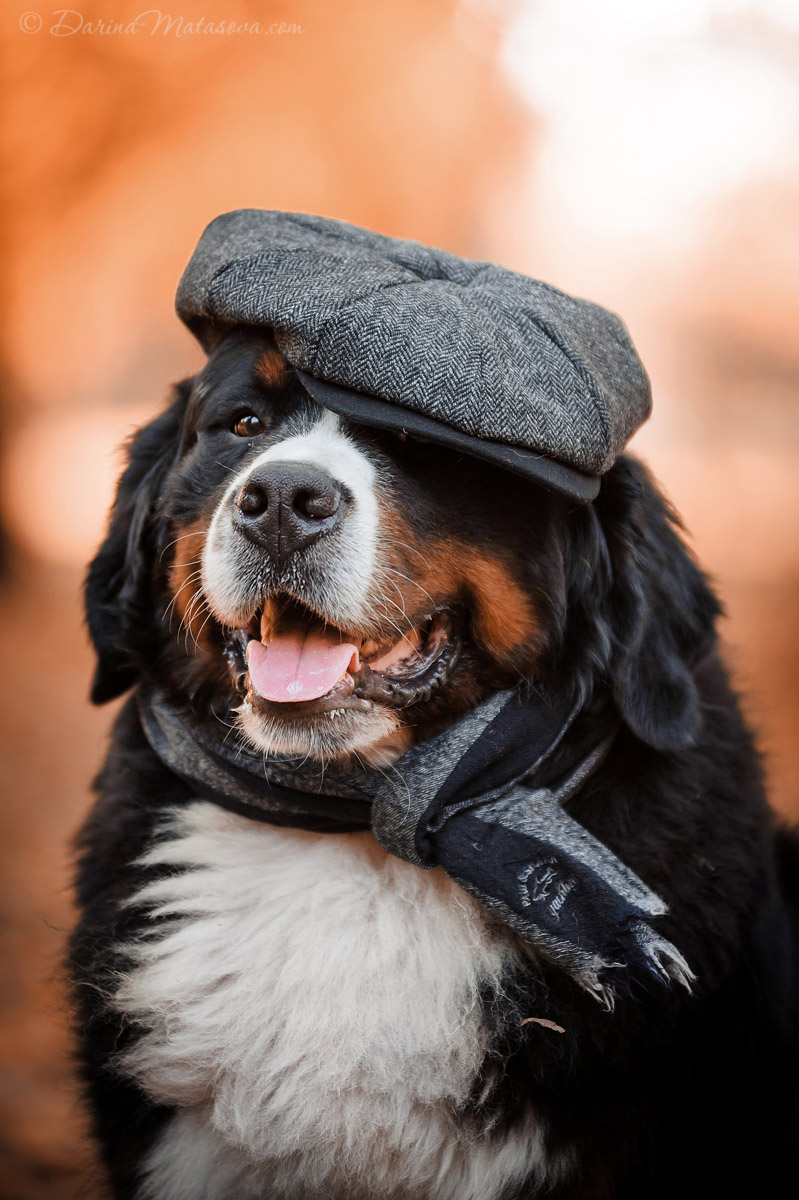 Halloween_Bernese_11