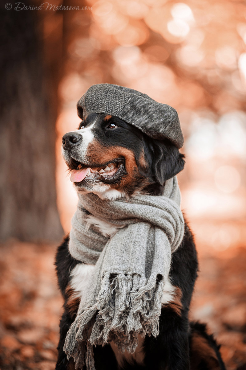 Halloween_Bernese_12
