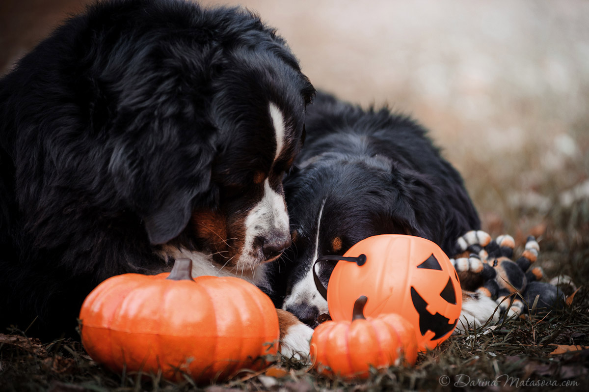 Halloween_Bernese_13