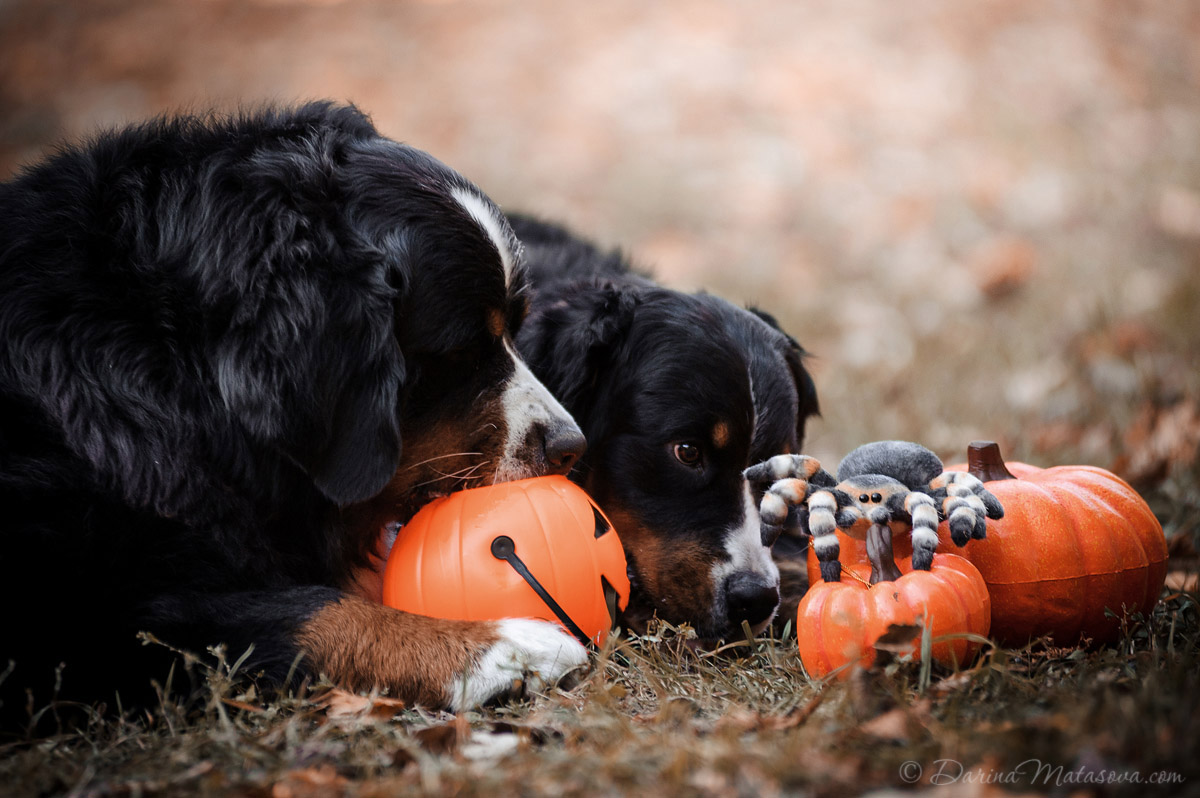 Halloween_Bernese_14