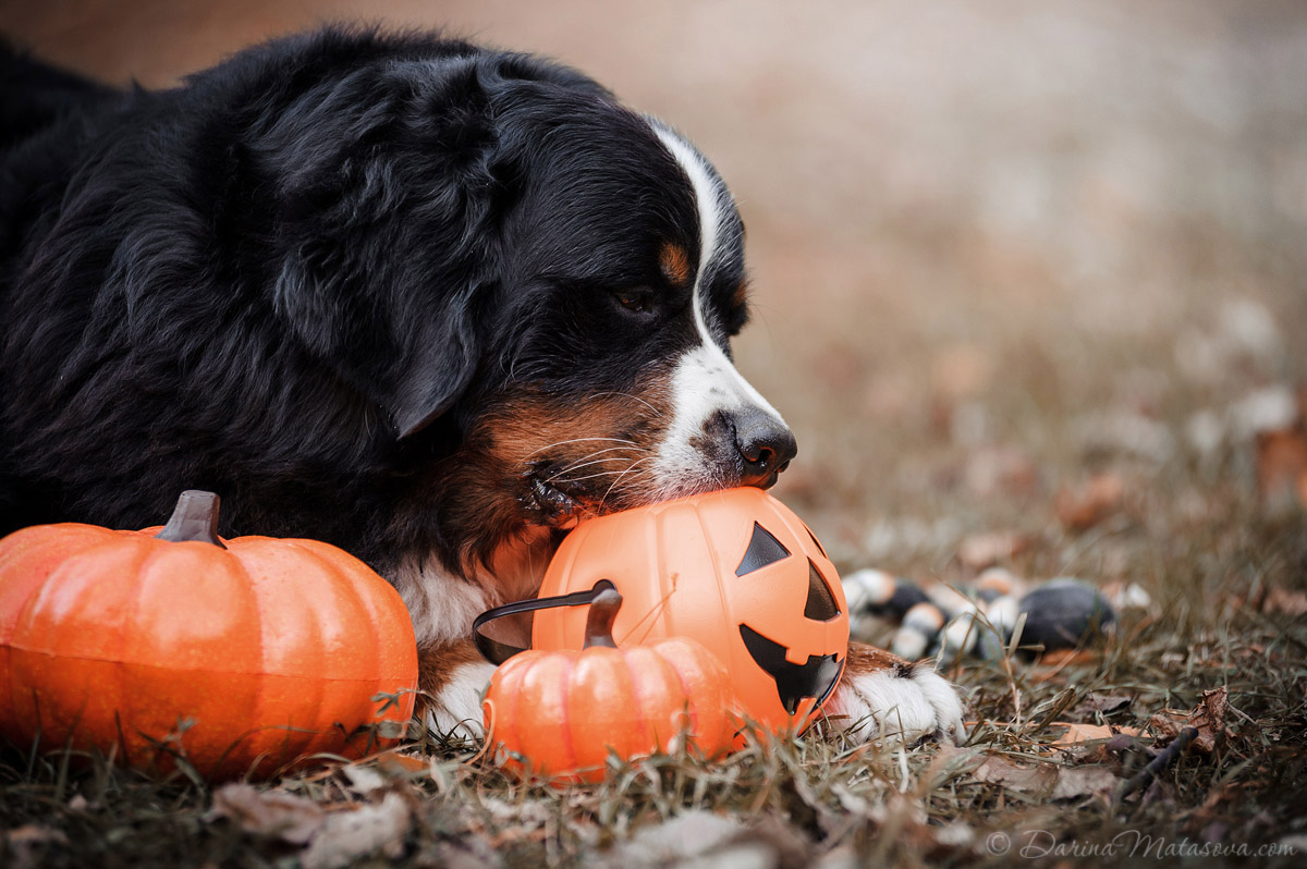 Halloween_Bernese_15