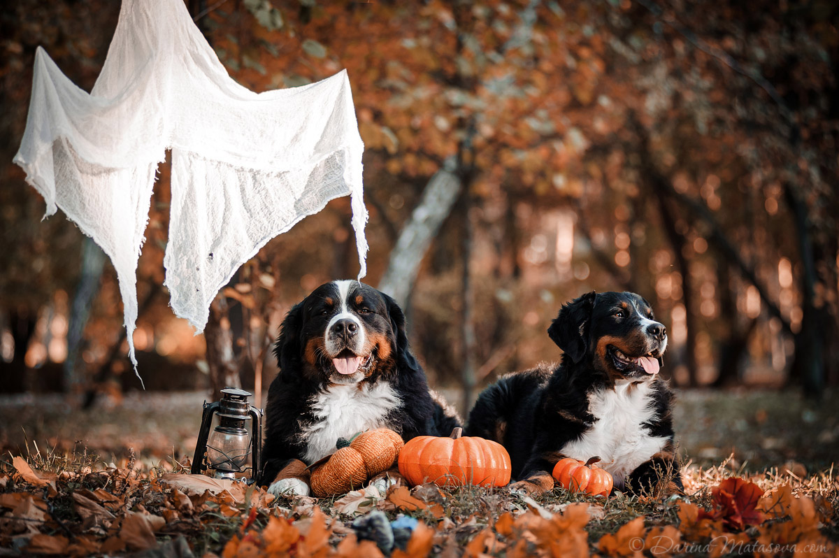 Halloween_Bernese_16