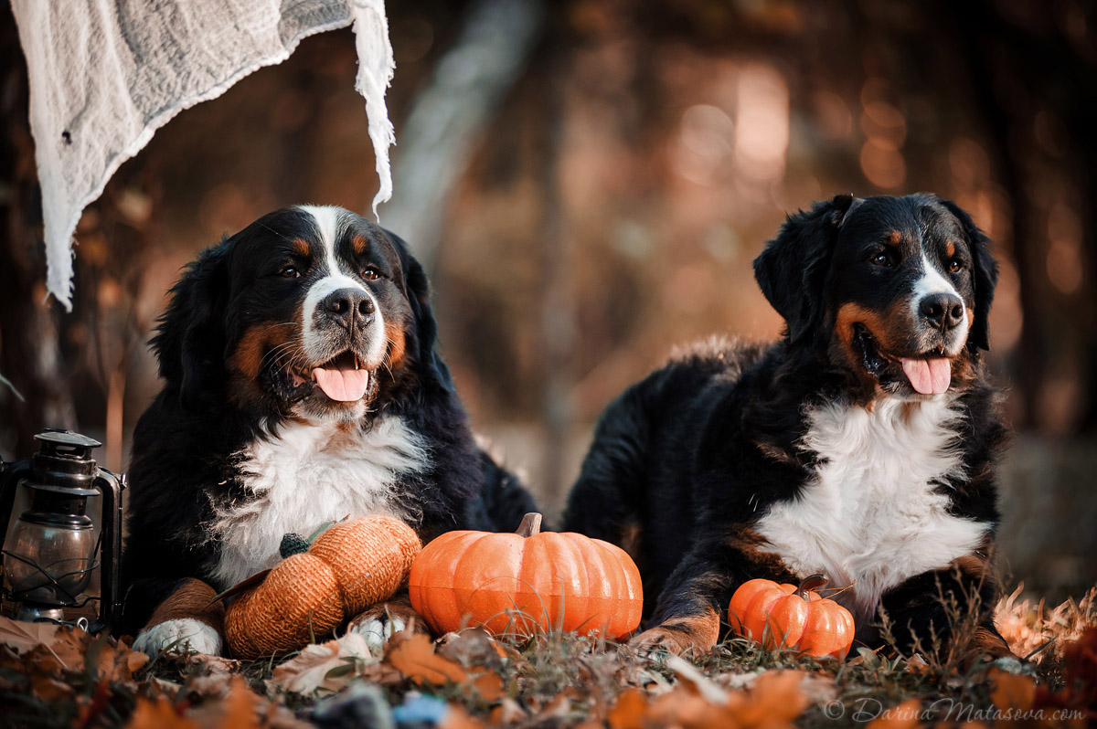 Halloween_Bernese_17