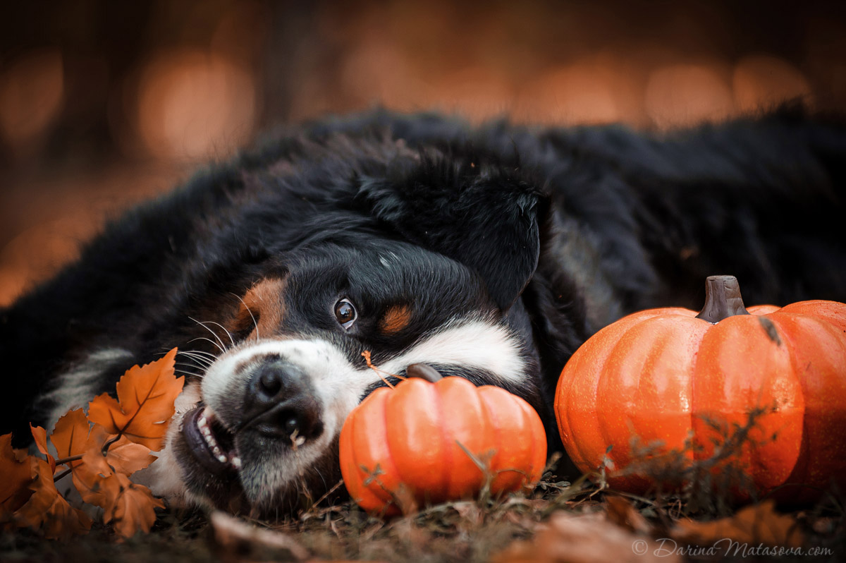 Halloween_Bernese_18