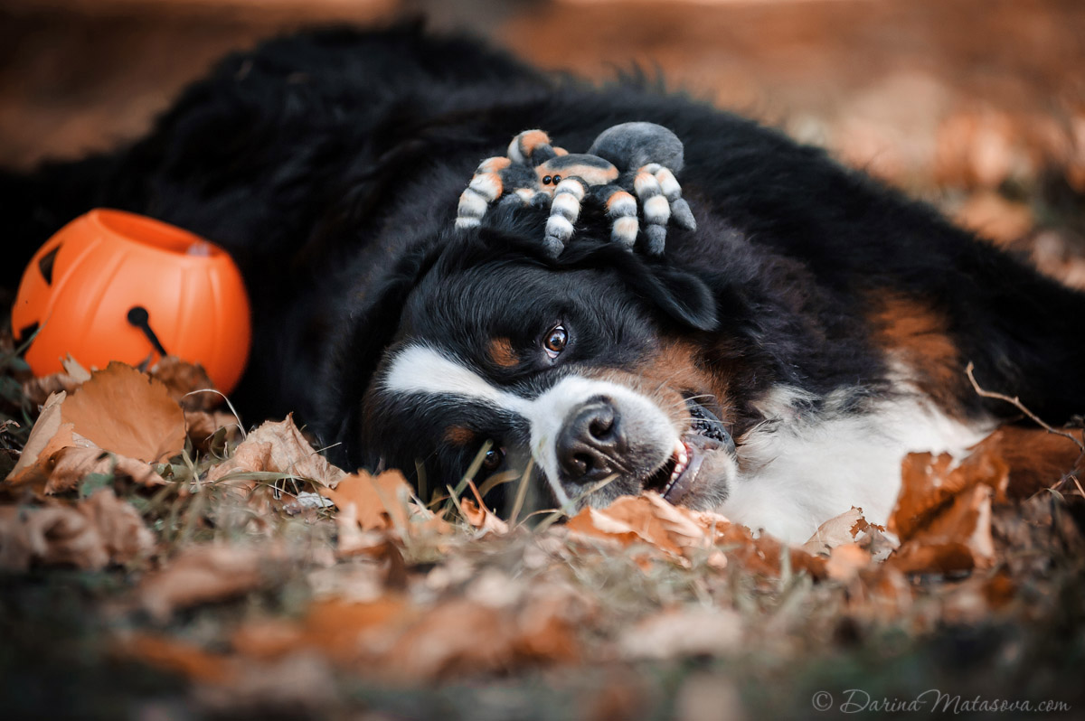 Halloween_Bernese_3