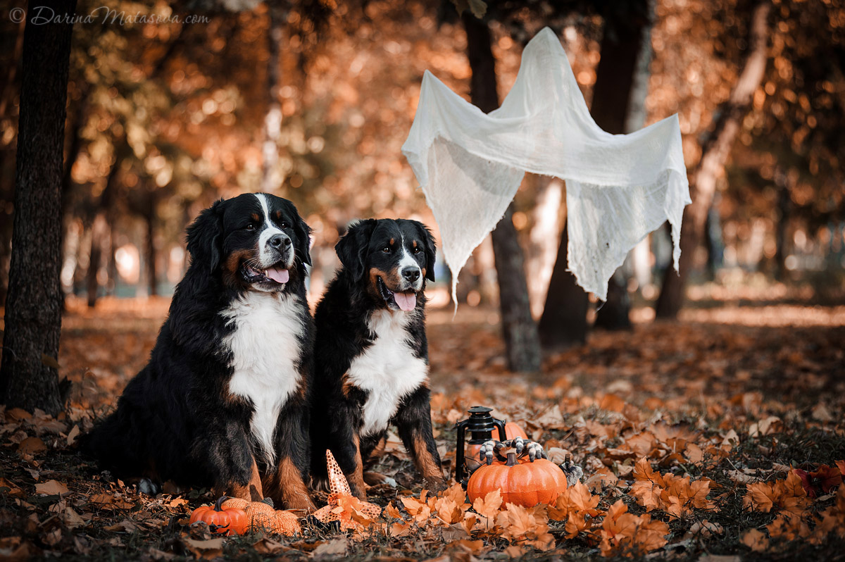 Halloween_Bernese_4