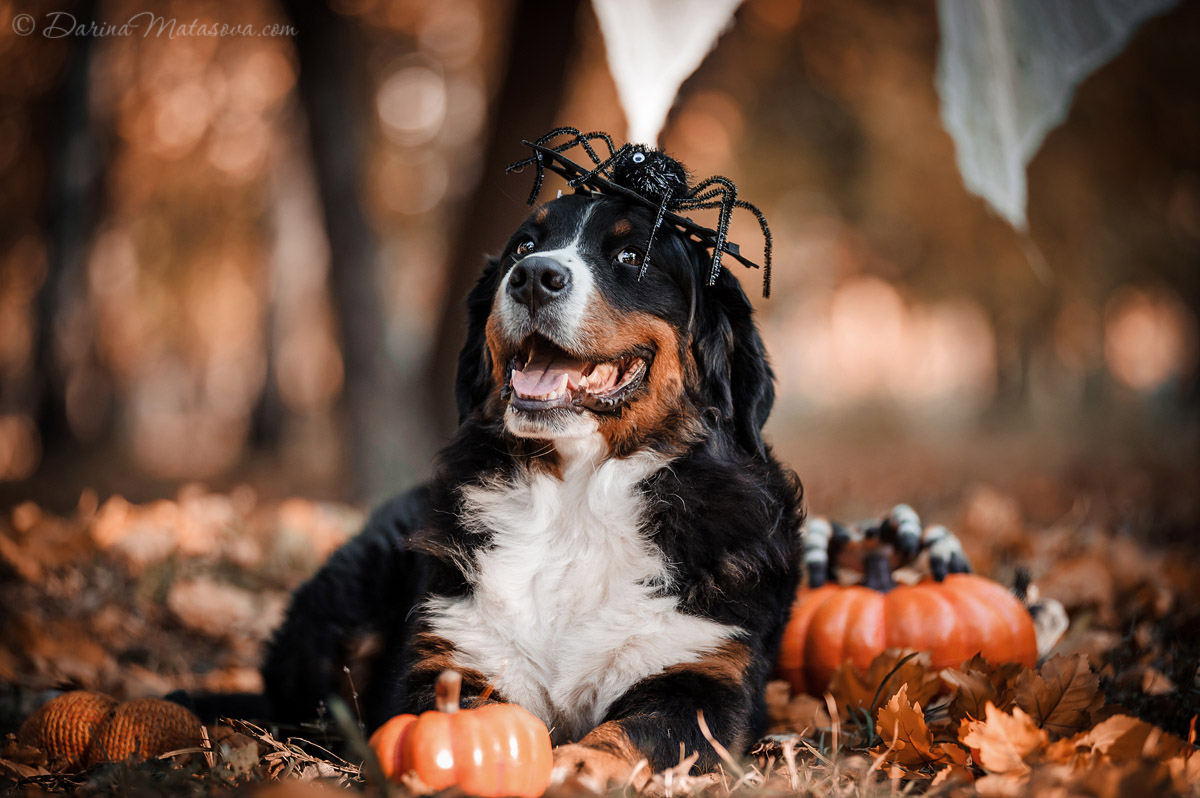 Halloween_Bernese_5