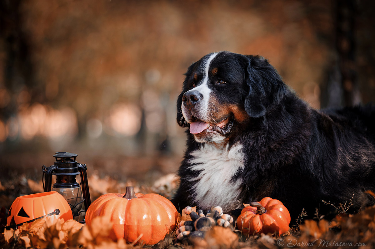 Halloween_Bernese_6