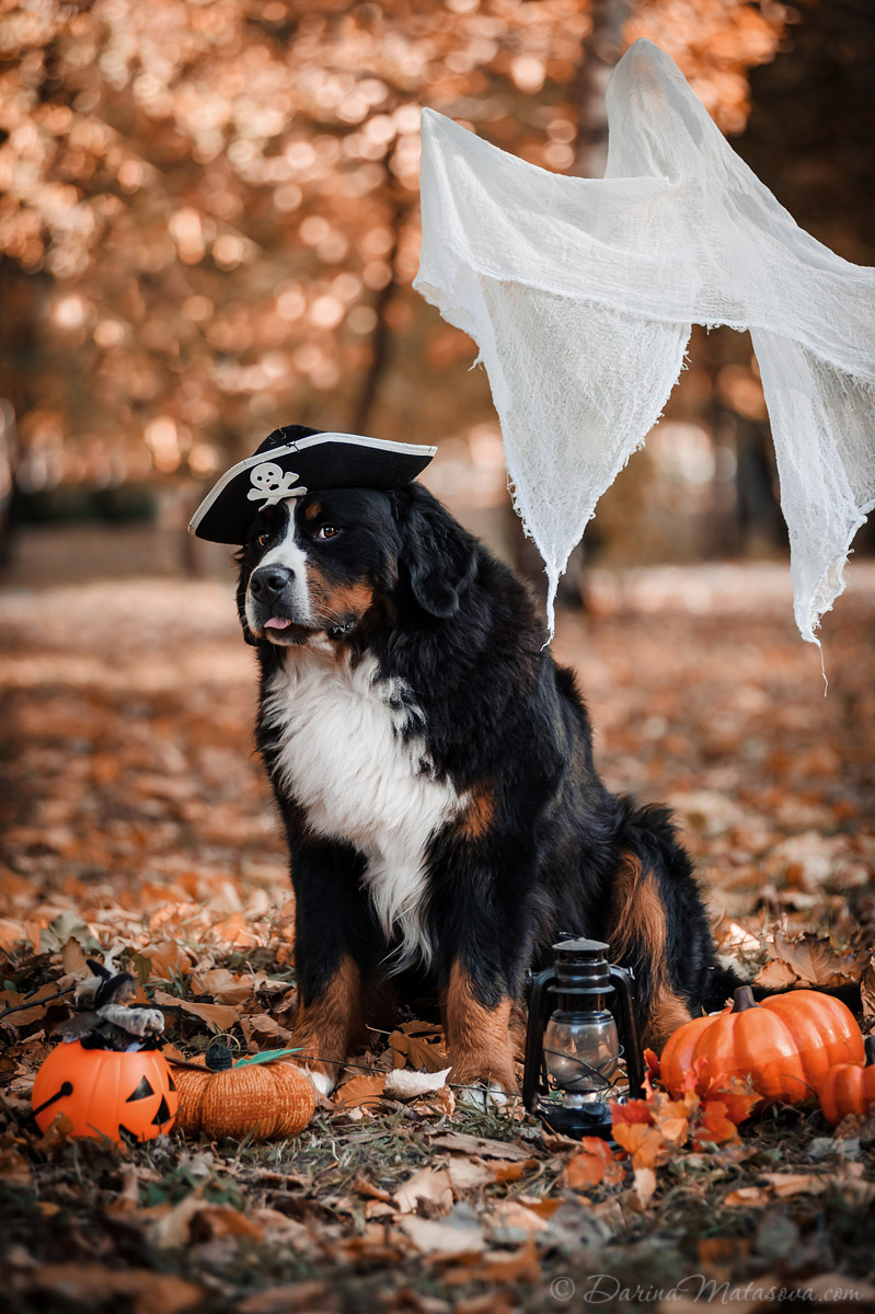 Halloween_Bernese_7