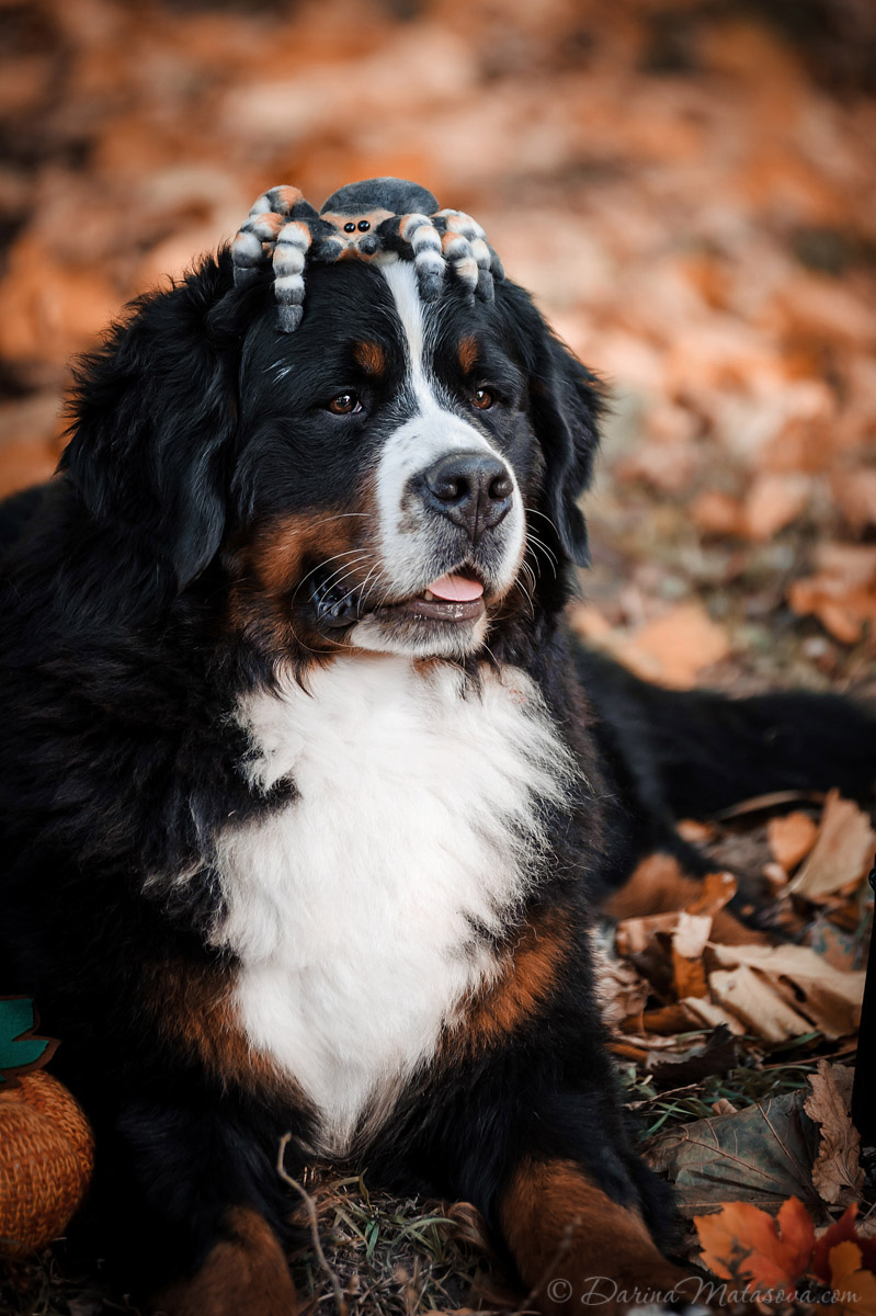 Halloween_Bernese_8