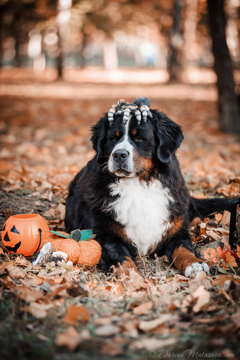 Halloween_Bernese_9