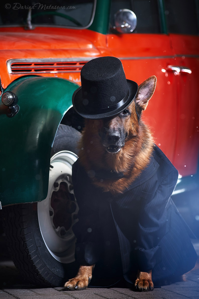 german_shepherd_1
