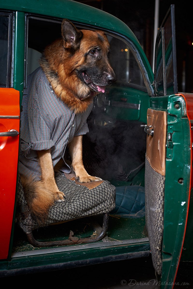 german_shepherd_10