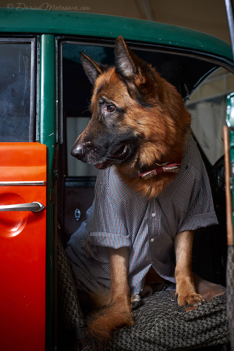 german_shepherd_11