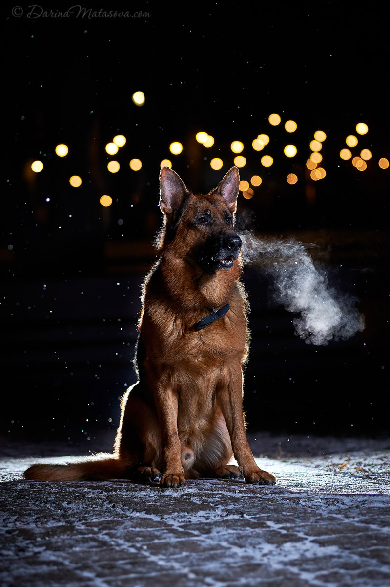 german_shepherd_12