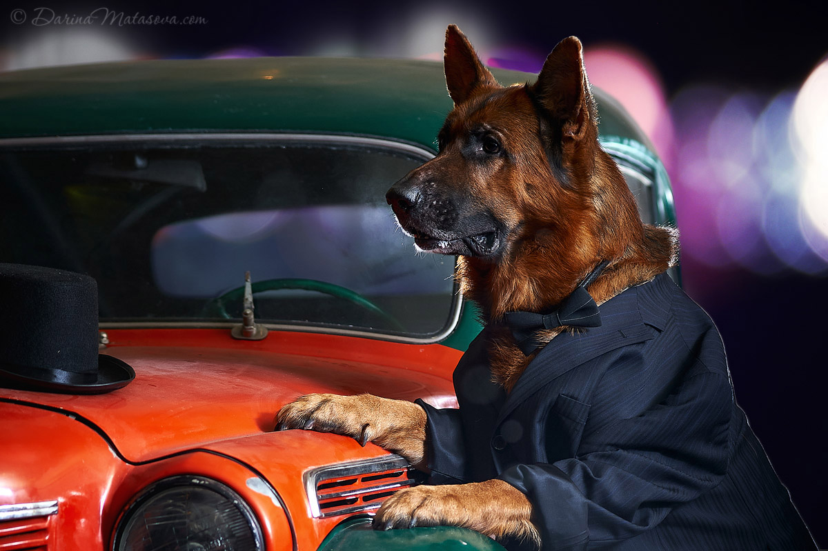 german_shepherd_13