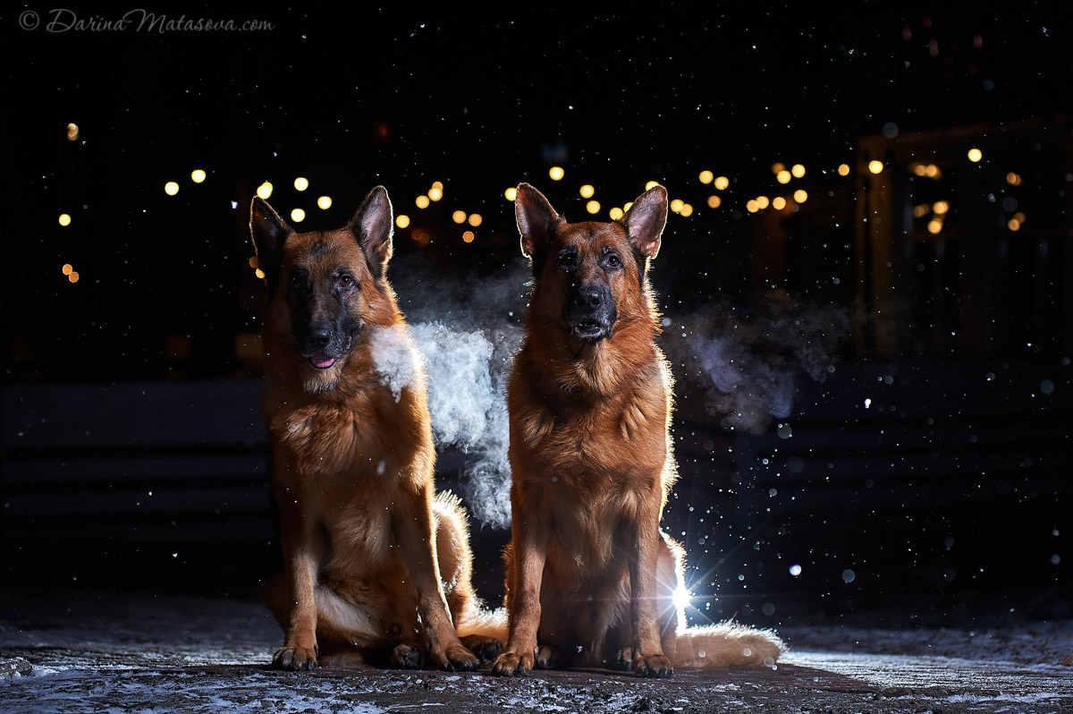 german_shepherd_16