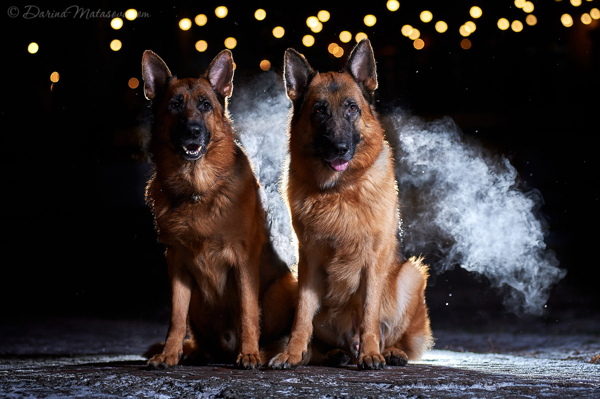 german_shepherd_17
