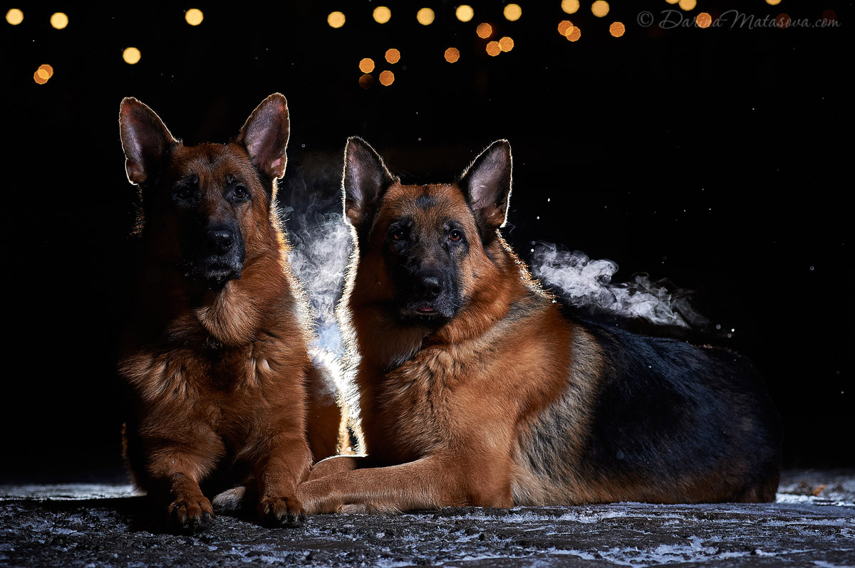 german_shepherd_18