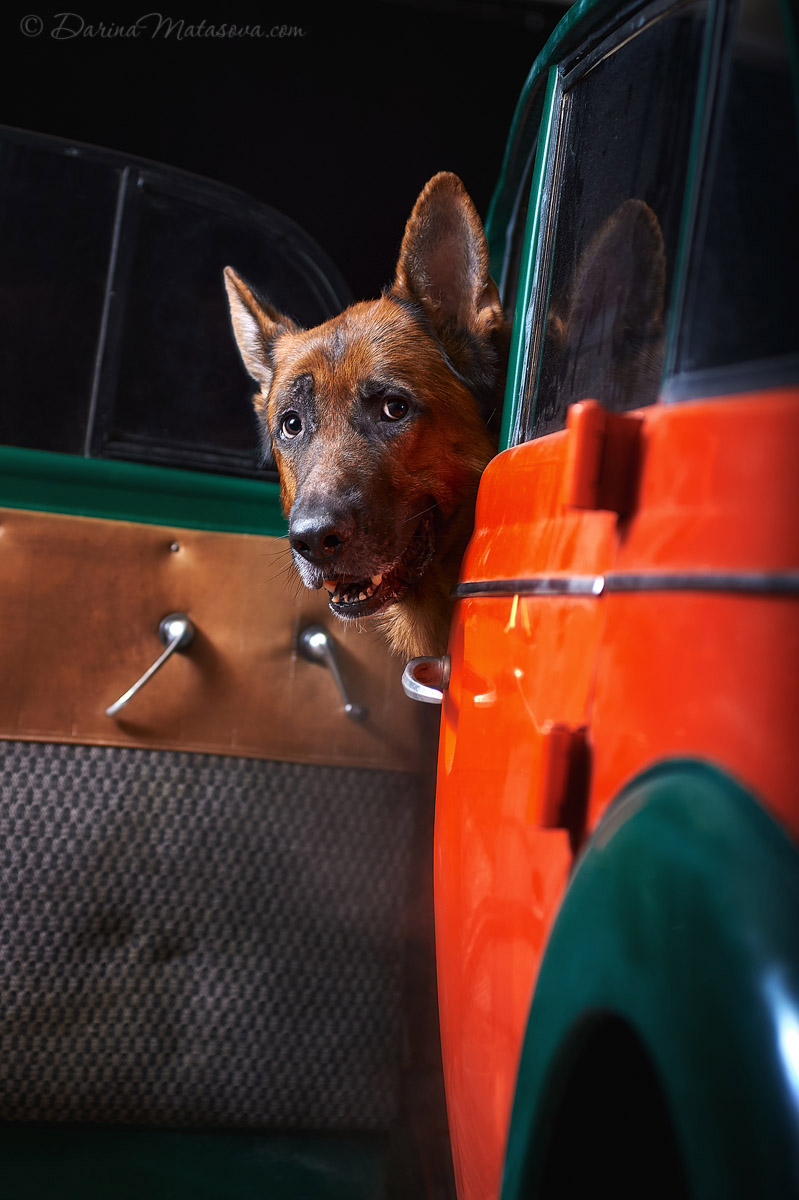 german_shepherd_3