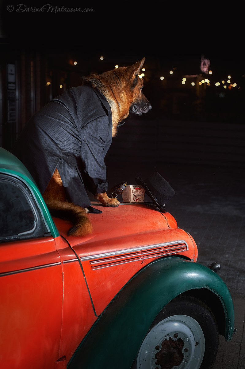 german_shepherd_4